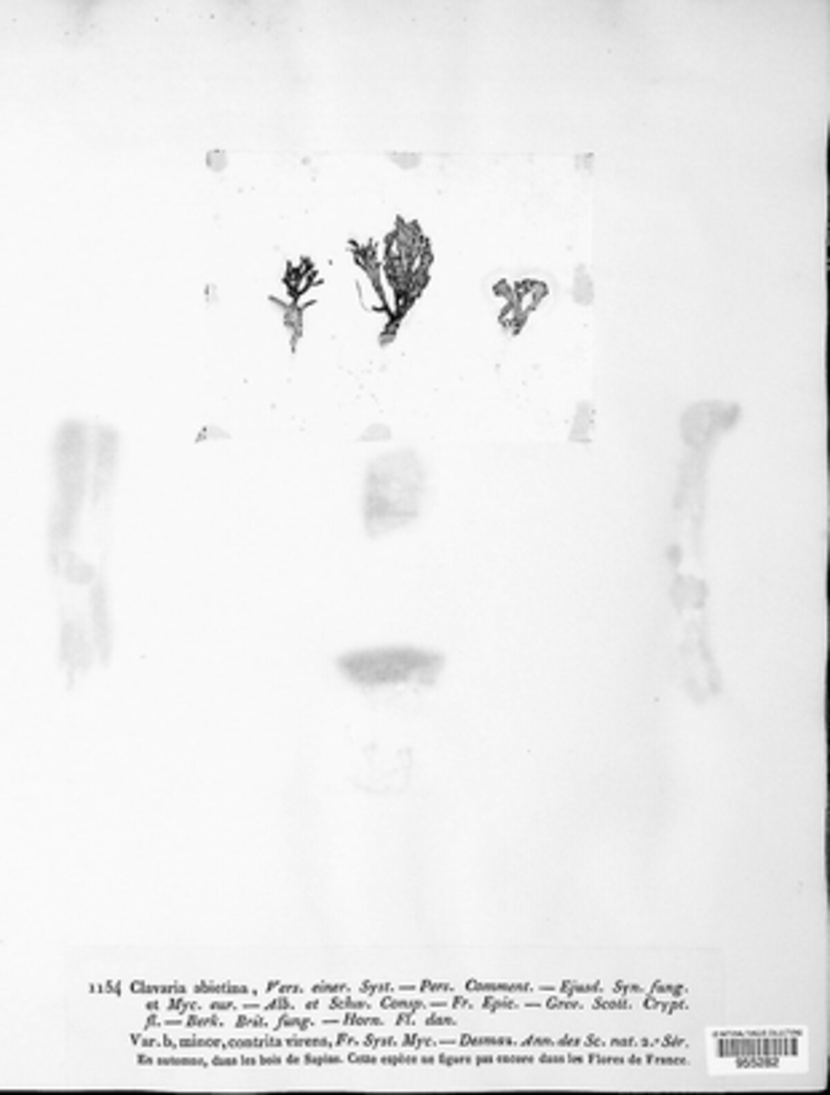 Phaeoclavulina abietina image